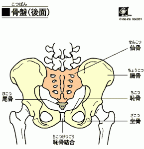 骨盤イラスト