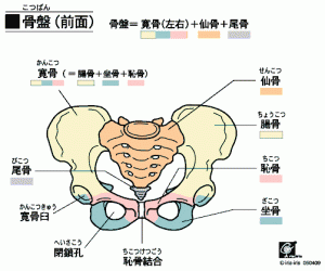 骨盤イラスト