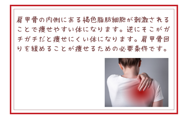 肩甲骨の内側にある褐色脂肪細胞が刺激されることで痩せやすい体になります。逆にそこがガチガチだと痩せにくい体になります。肩甲骨回りを緩めることが痩せるための必要条件です。